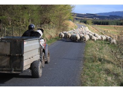 TLW Stage 2,  Sheep in Glen Fruin