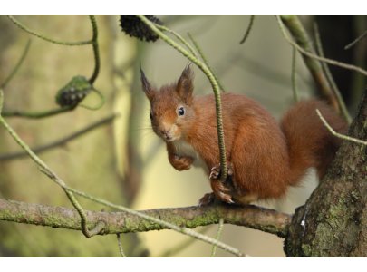 Glen Loin Woods are home to Red Squirrels